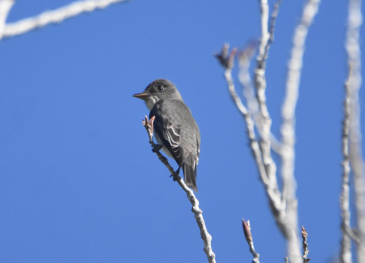 Olive-sided Flycatcher - John Groves