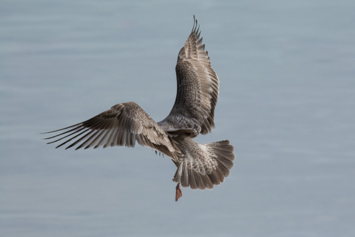 Herring Gull (American) - Dan Owen