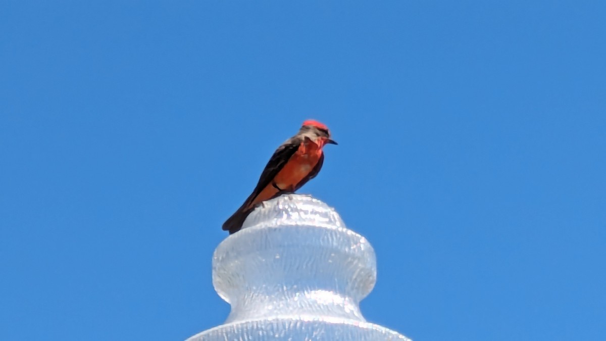 Vermilion Flycatcher - ML617187120