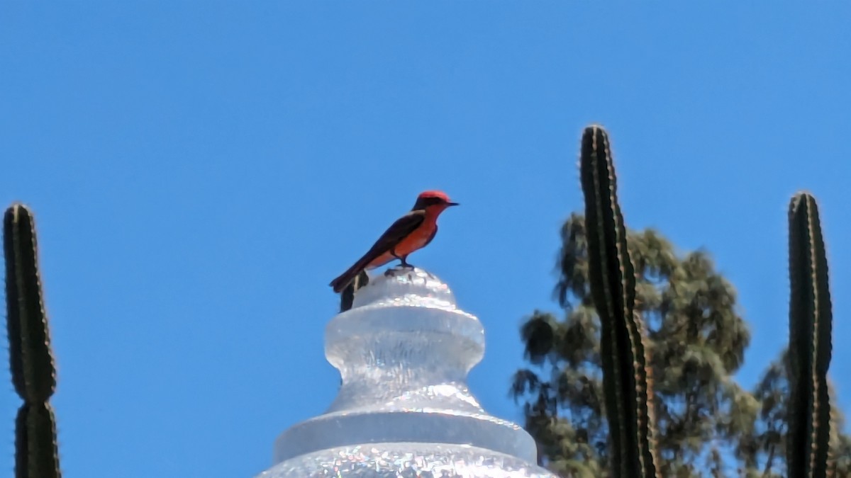 Vermilion Flycatcher - ML617187124