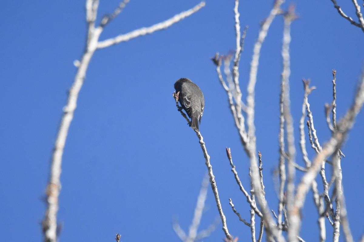 Olive-sided Flycatcher - John Groves