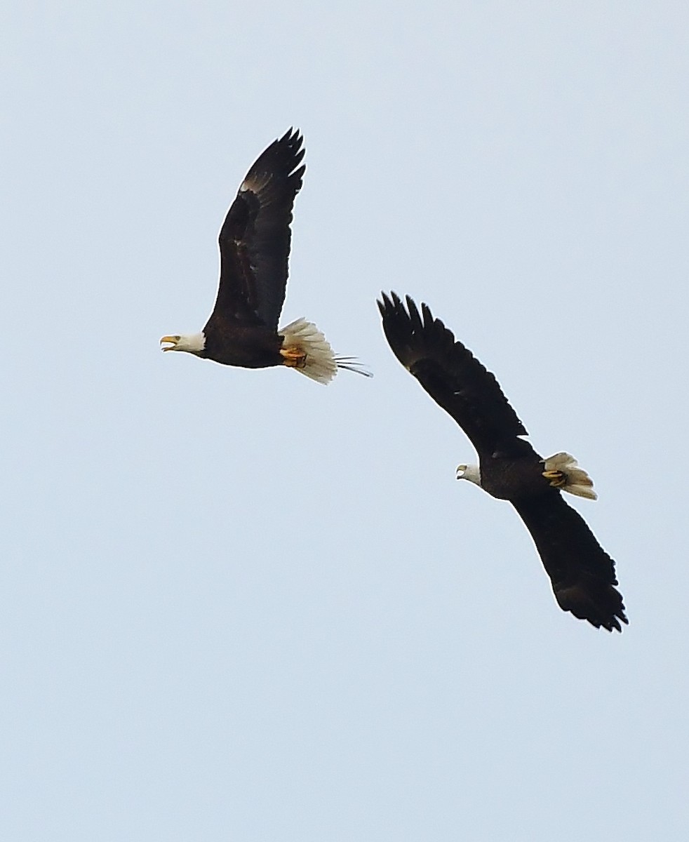 Bald Eagle - ML617187129