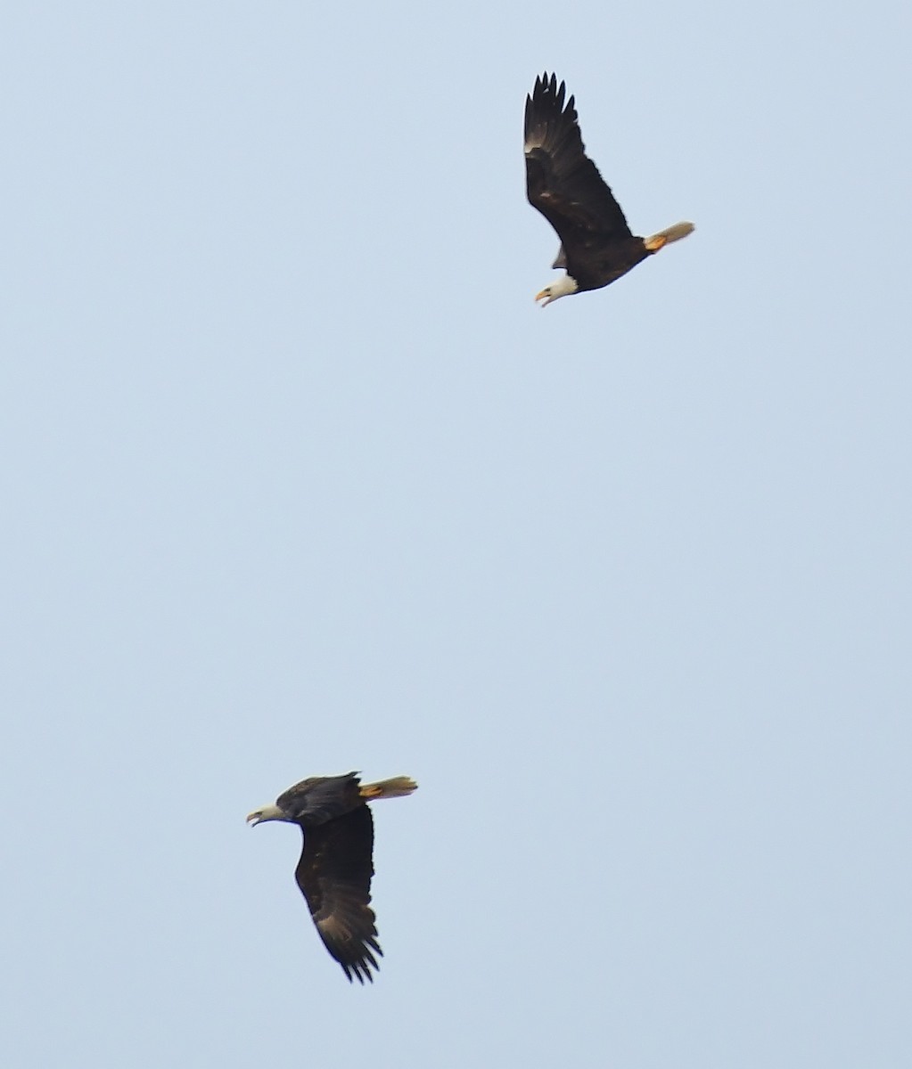 Bald Eagle - ML617187130