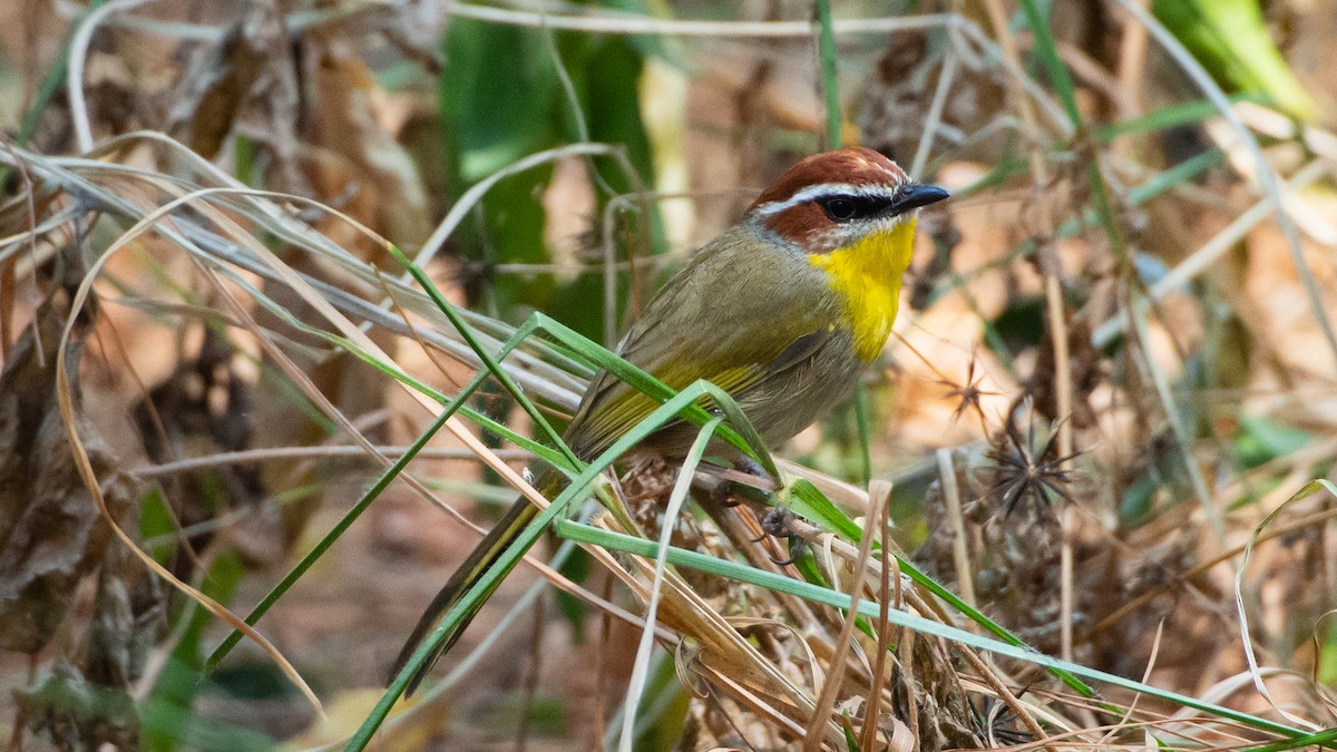 Rufous-capped Warbler - Sara Stokes