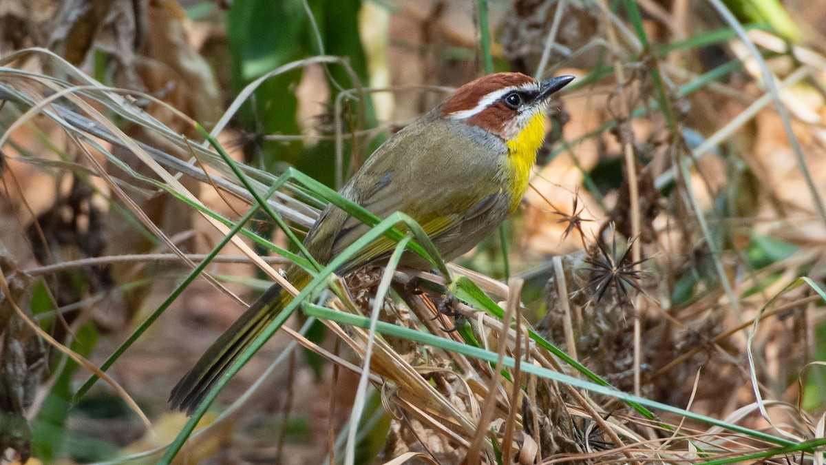 Rufous-capped Warbler - Sara Stokes