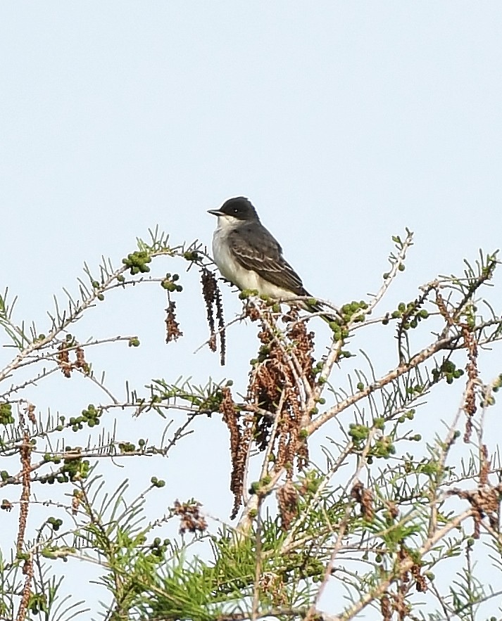 Eastern Kingbird - ML617187148