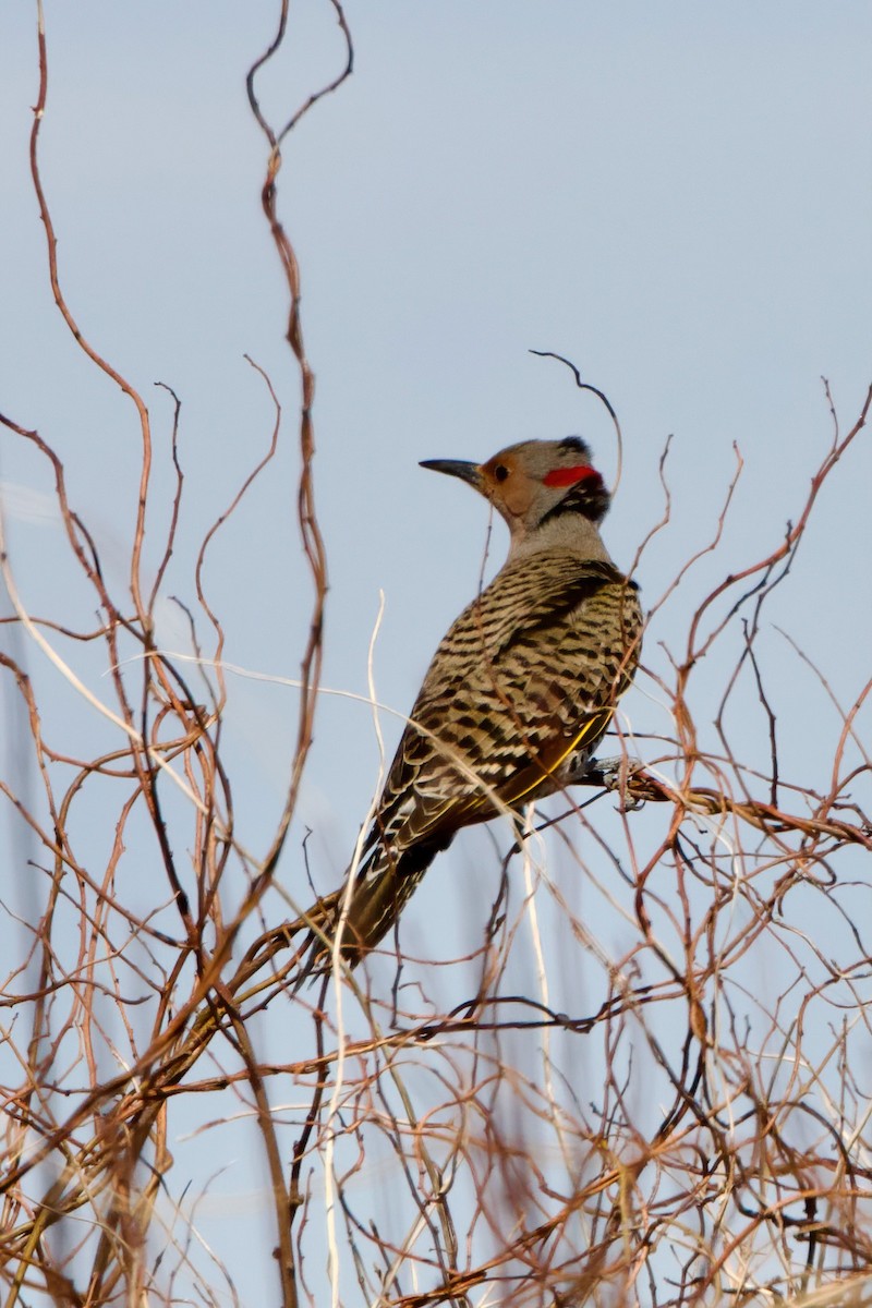 Northern Flicker - ML617187156