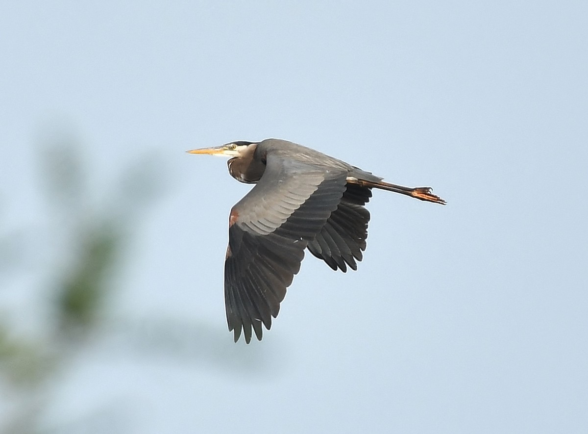 Great Blue Heron - ML617187158