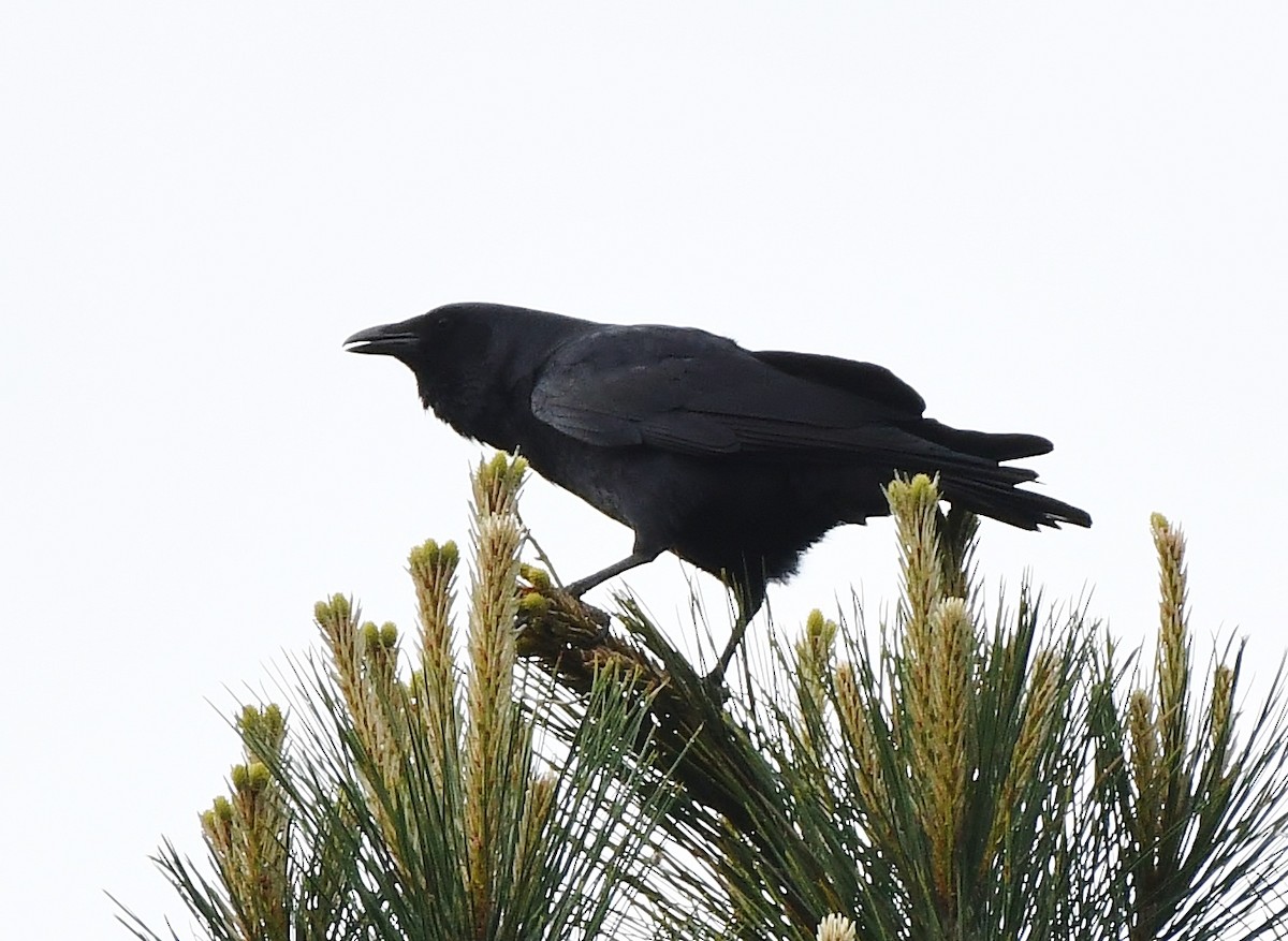 Fish Crow - ML617187169