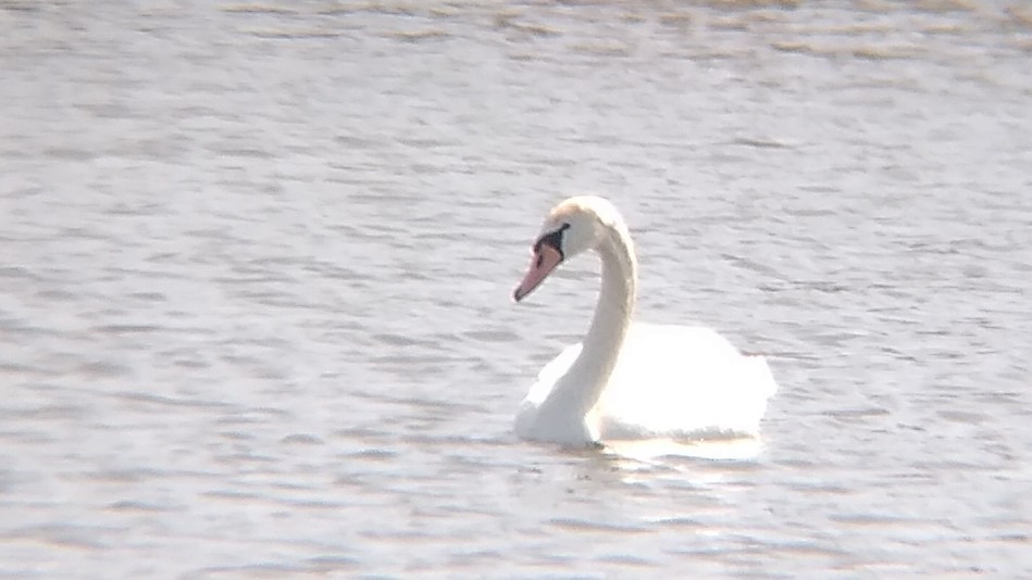 Mute Swan - ML617187174