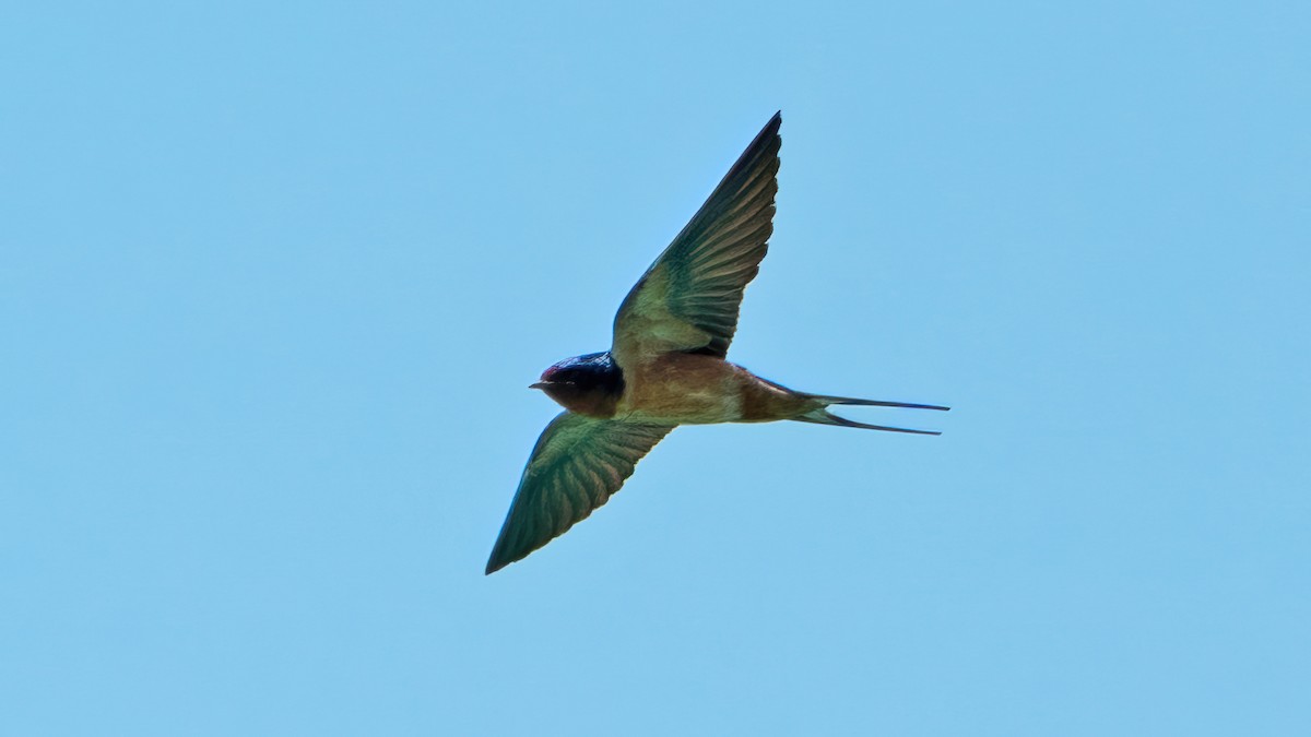 Barn Swallow - ML617187176