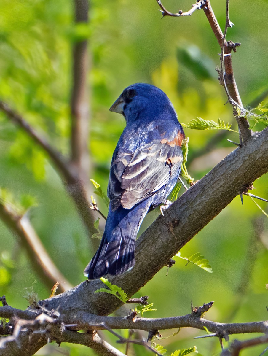 Blue Grosbeak - ML617187190