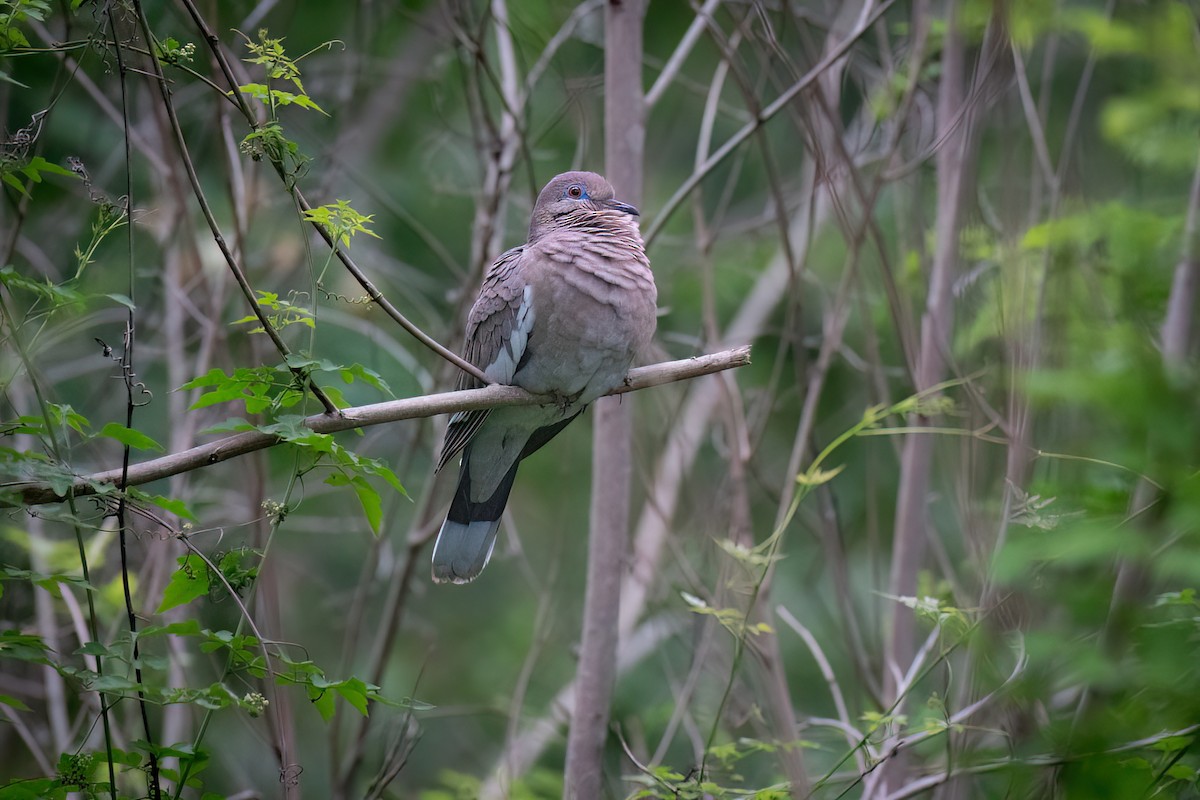 White-winged Dove - Kelly Leap