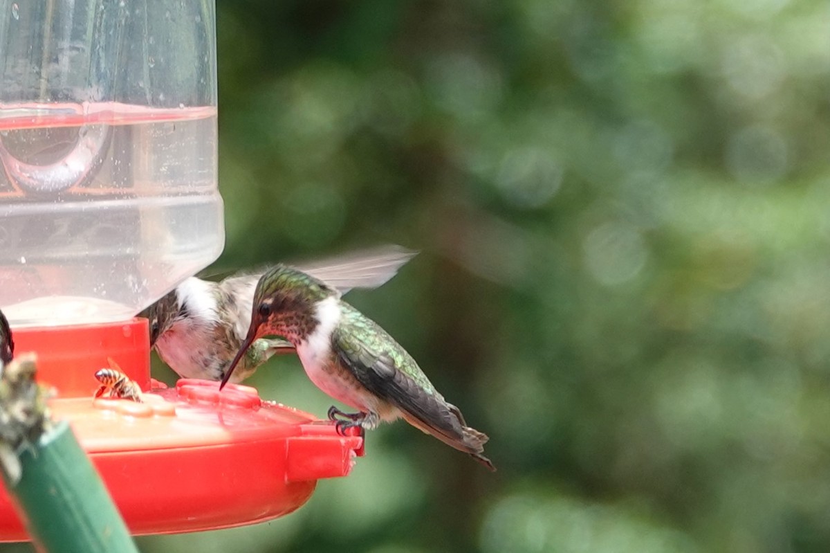 Colibrí Volcanero - ML617187217