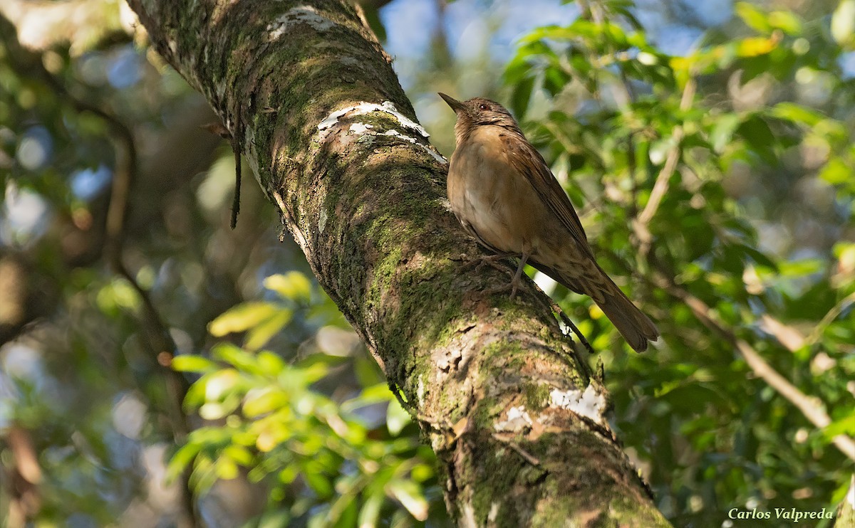 Pale-breasted Thrush - Carlos Valpreda