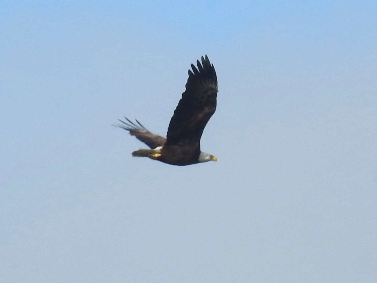 Bald Eagle - ML617187254