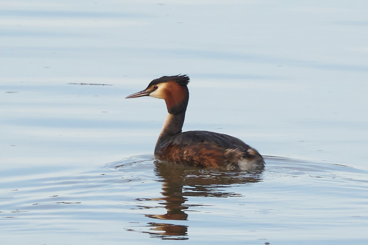 Great Crested Grebe - Luis Manso