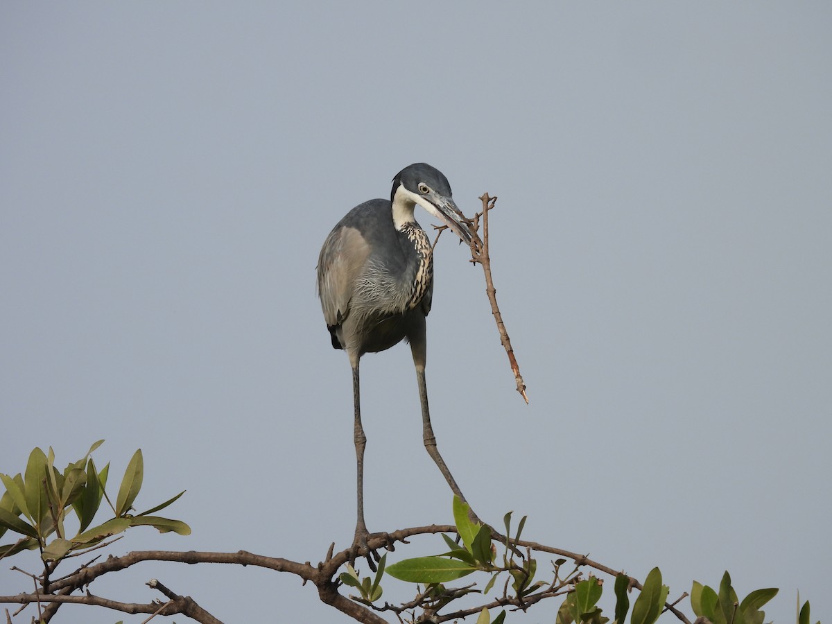 Black-headed Heron - ML617187310