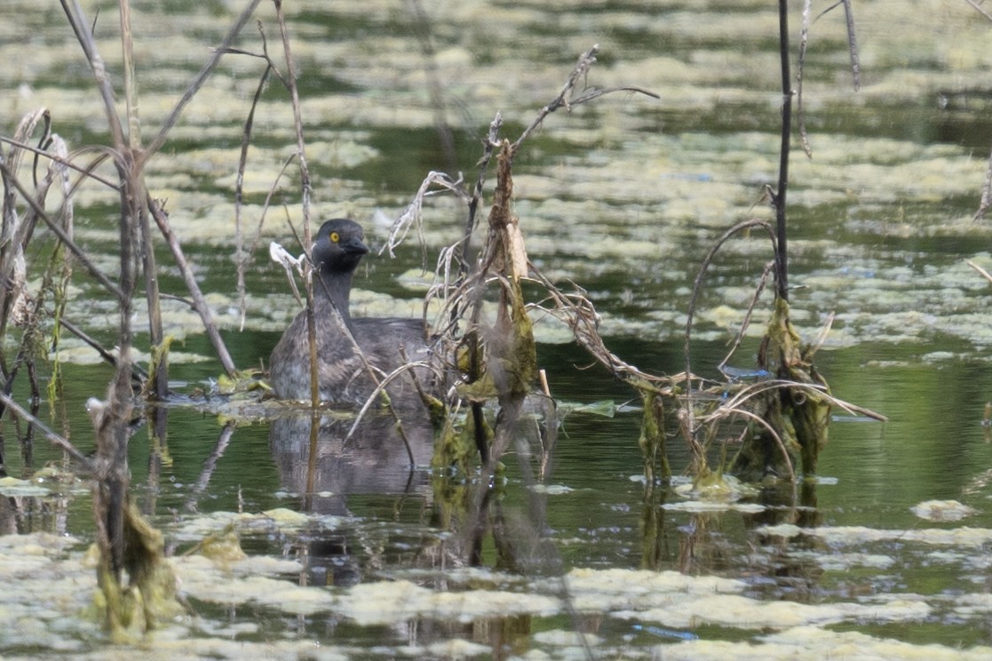 Least Grebe - Ross Bartholomew