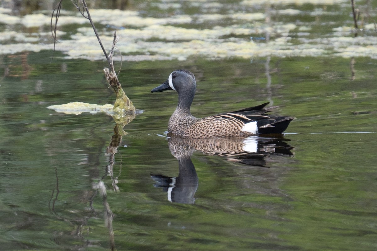 Blue-winged Teal - Ross Bartholomew