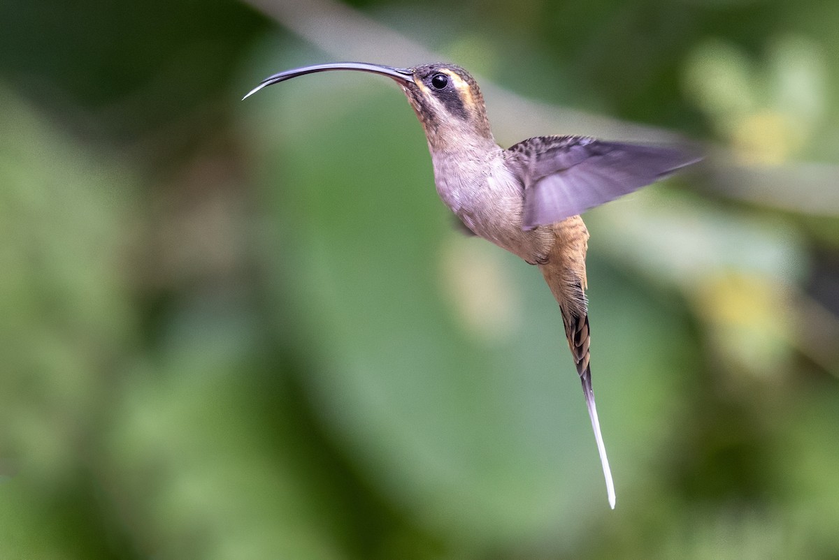 Long-billed Hermit - Sandy & Bob Sipe