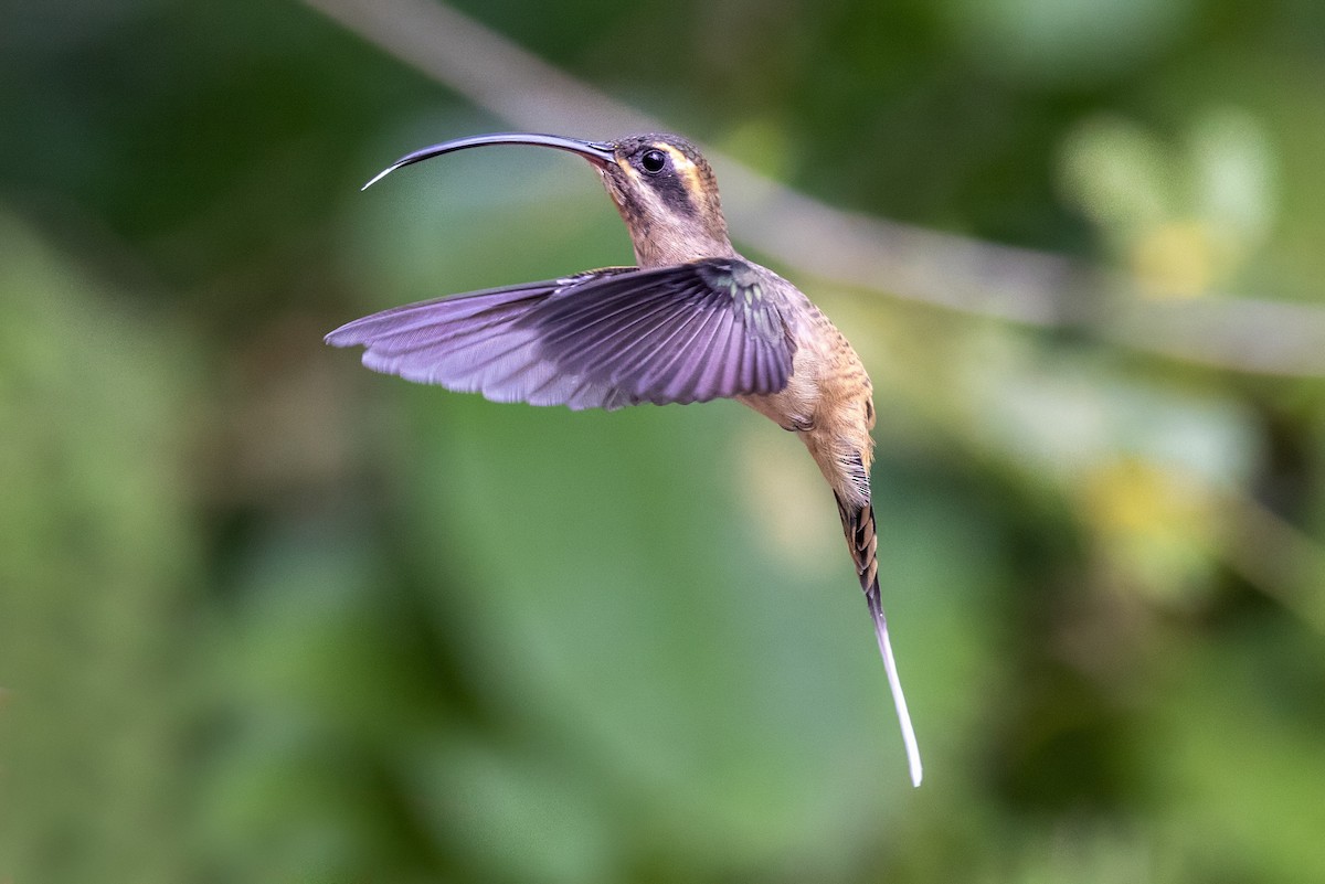 Long-billed Hermit - Sandy & Bob Sipe