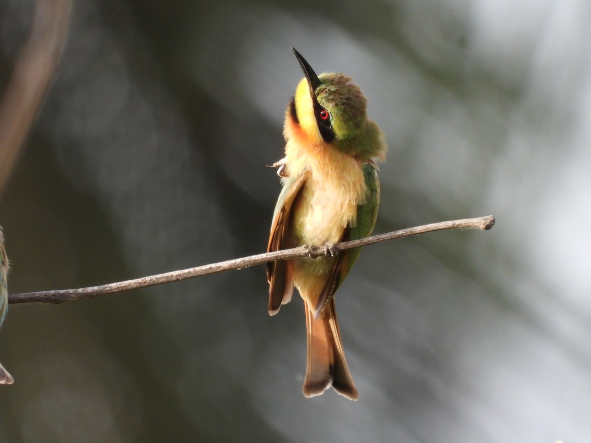 Little Bee-eater - ML617187350