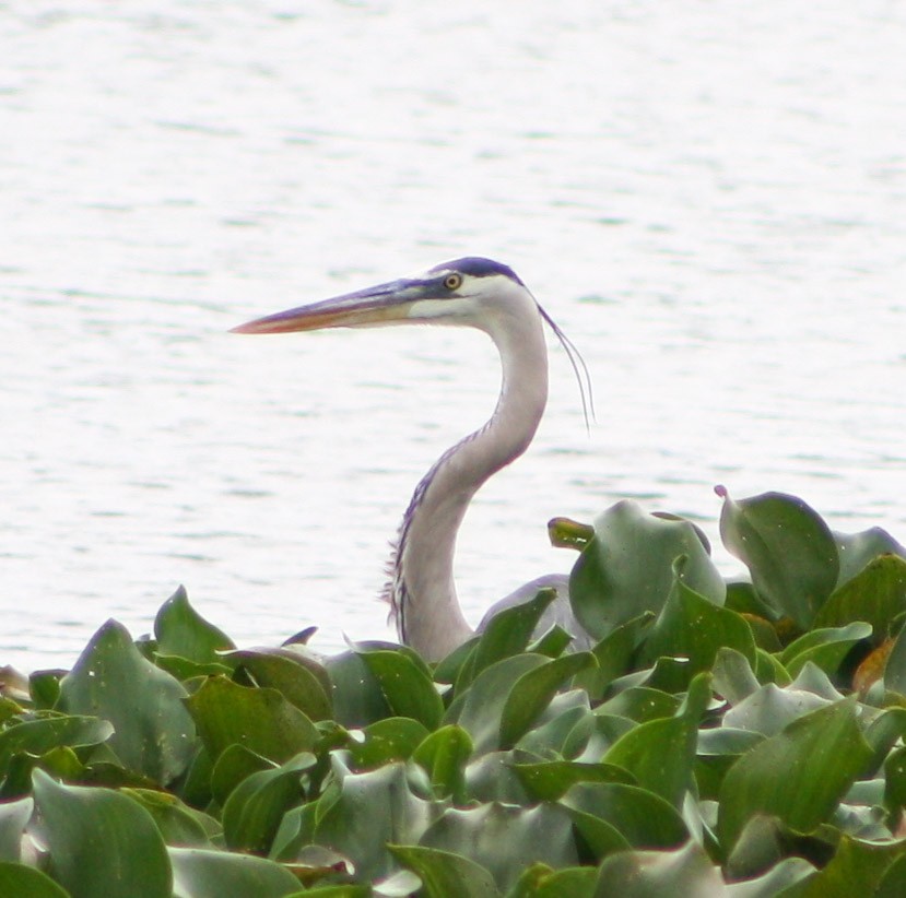 Great Blue Heron - ML617187370