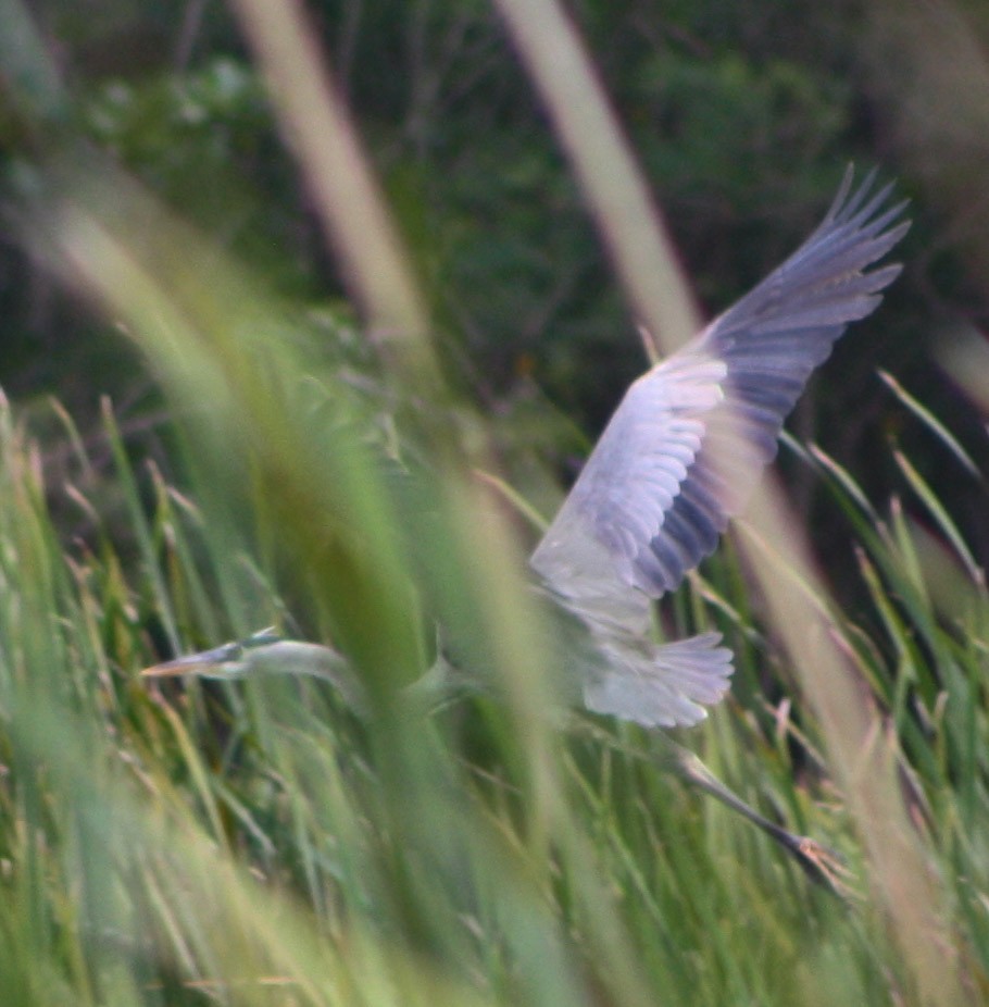 Great Blue Heron - ML617187371