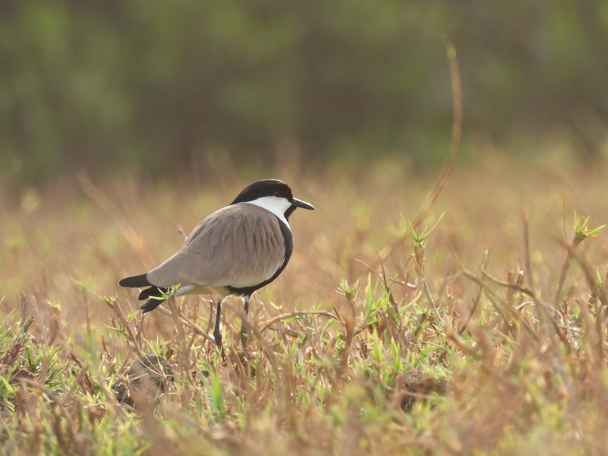 Spur-winged Lapwing - ML617187390