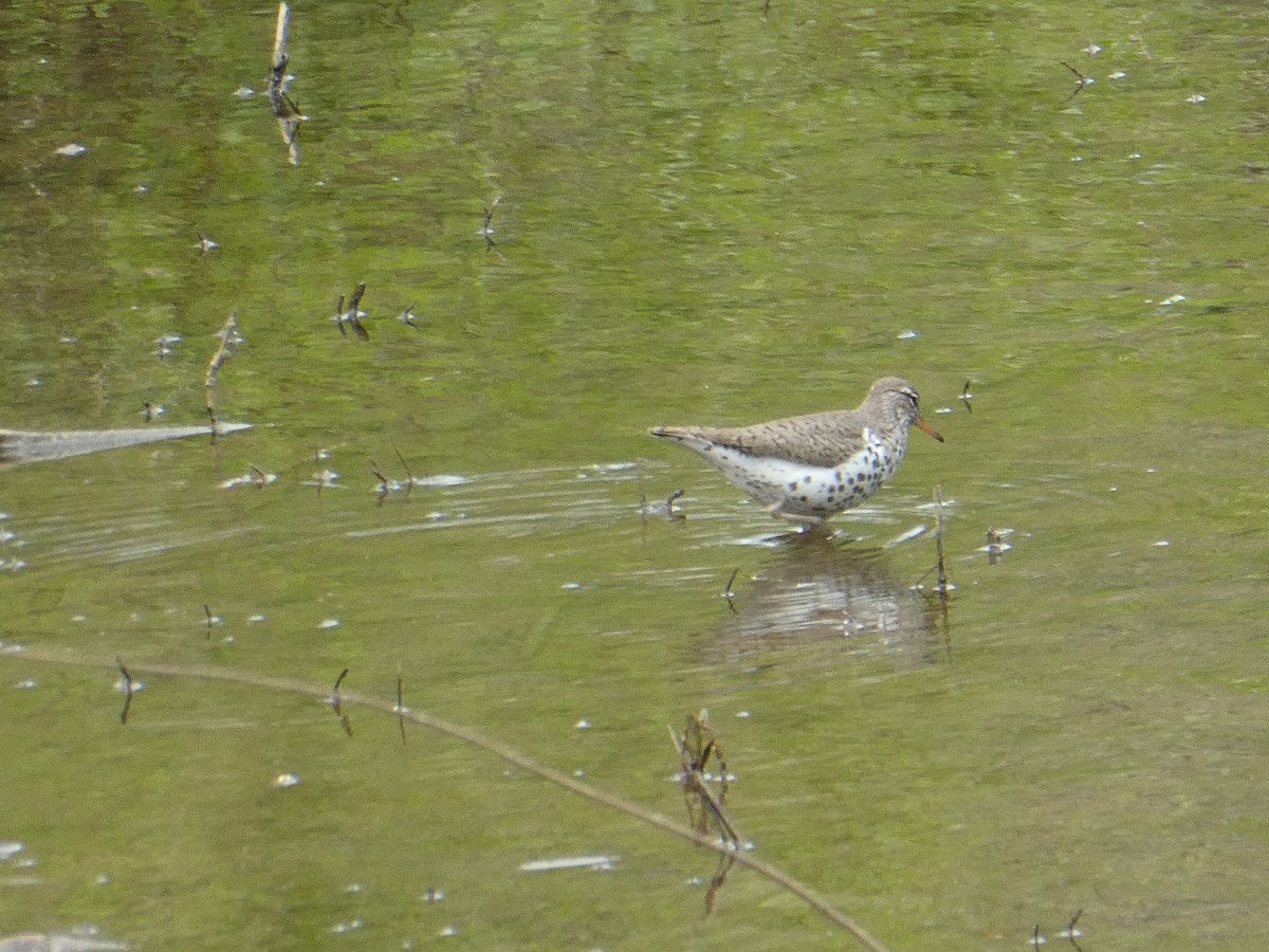 Spotted Sandpiper - Leigh McDougal