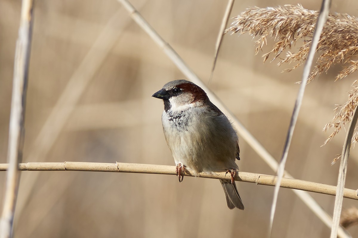 Moineau domestique - ML617187407