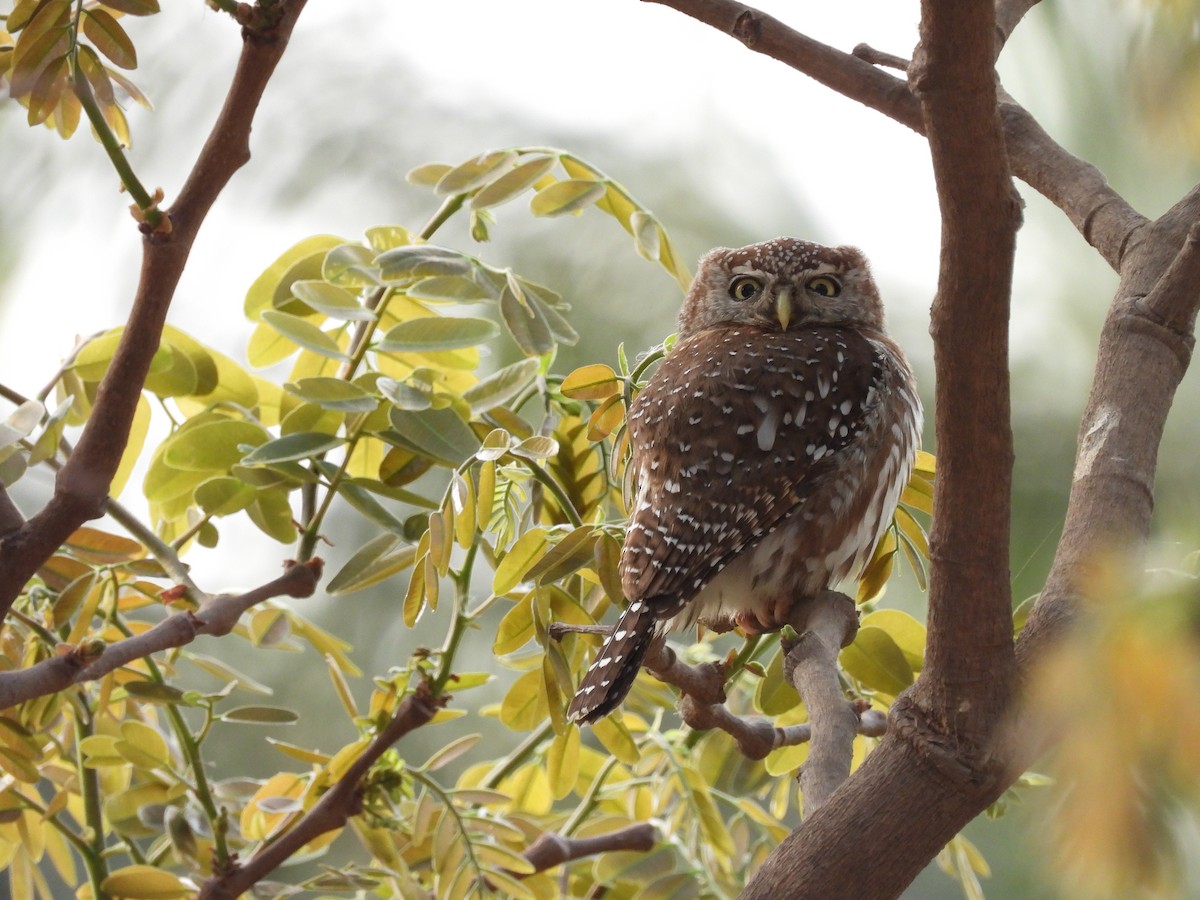 Pearl-spotted Owlet - ML617187411