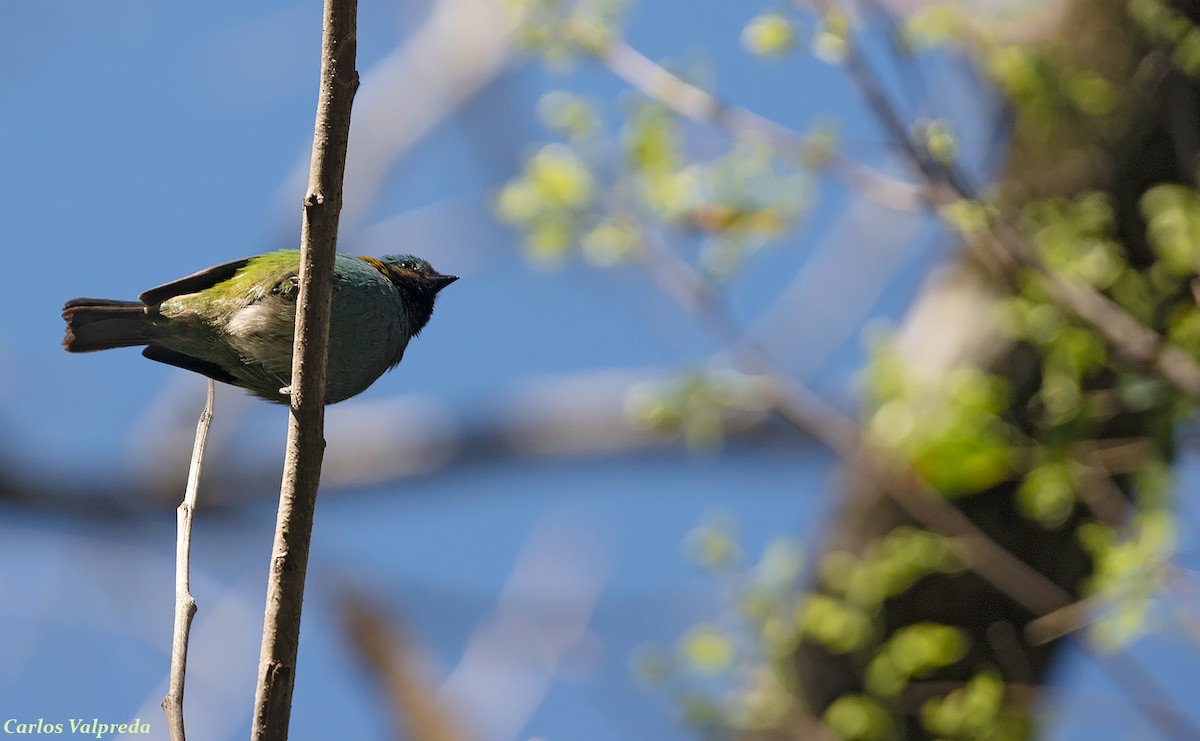 Green-headed Tanager - ML617187465
