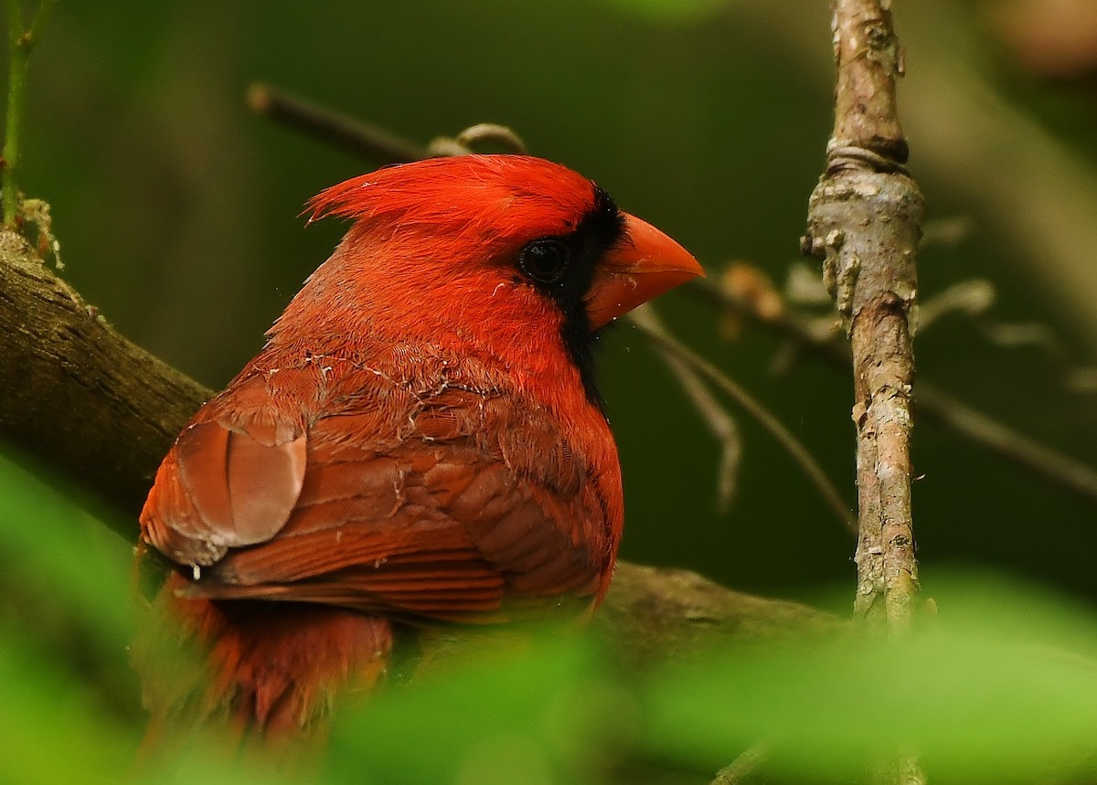 Cardinal rouge - ML617187467