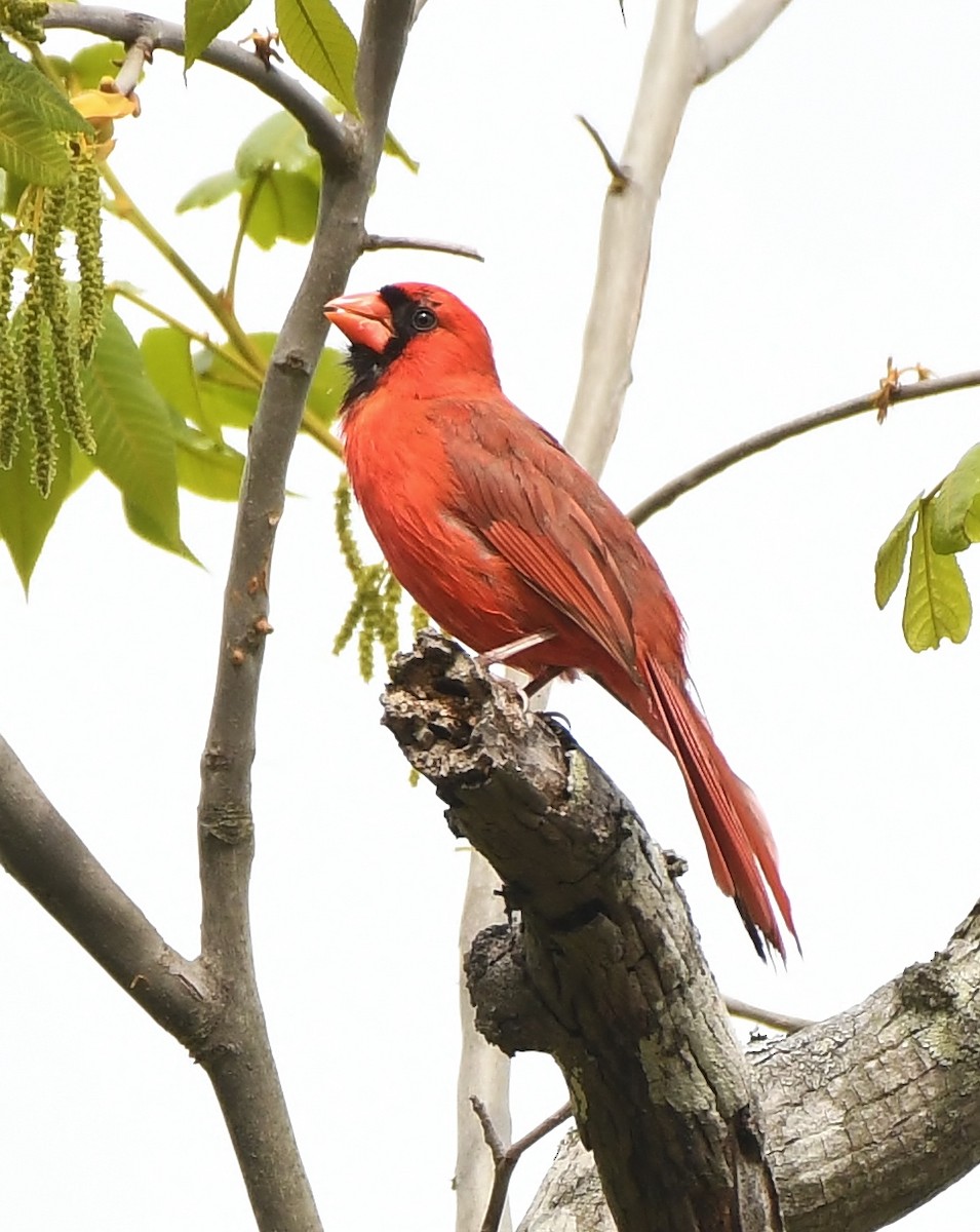 Cardinal rouge - ML617187468