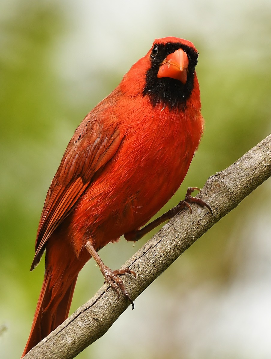 Cardinal rouge - ML617187470