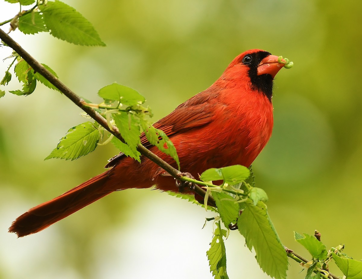 Cardinal rouge - ML617187473