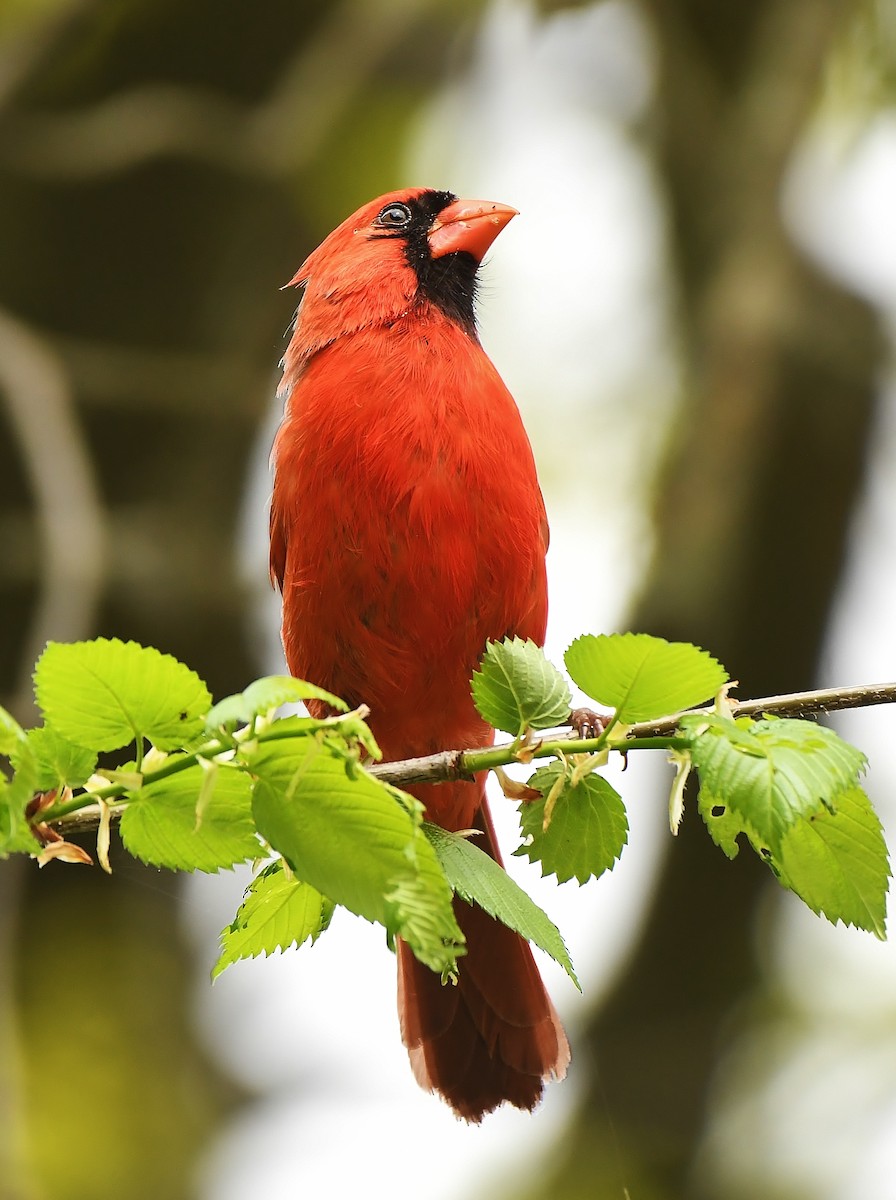 Cardinal rouge - ML617187474