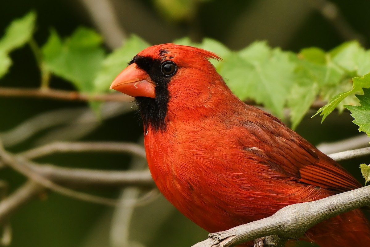 Cardinal rouge - ML617187476