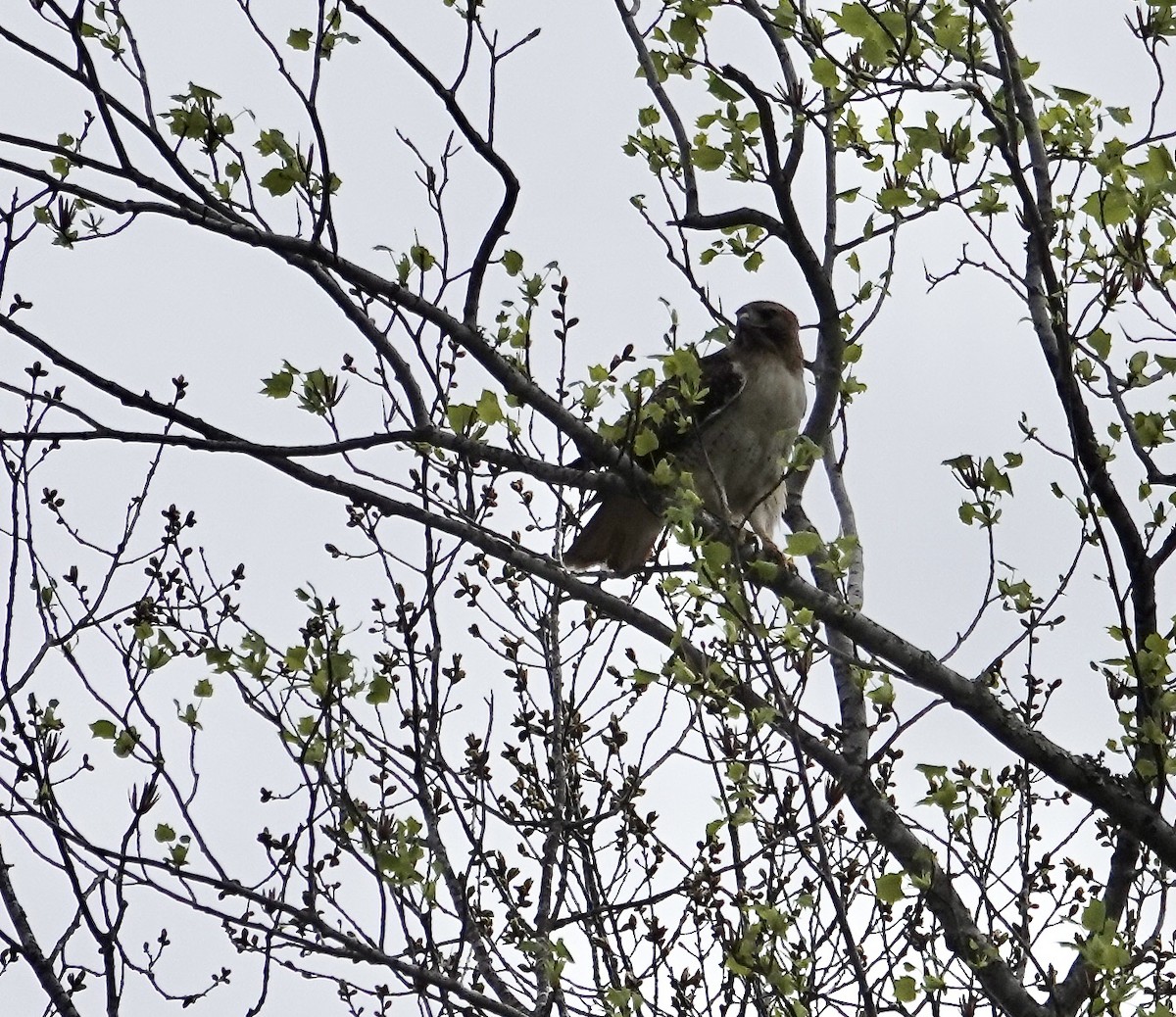 Red-tailed Hawk - Julie Smith