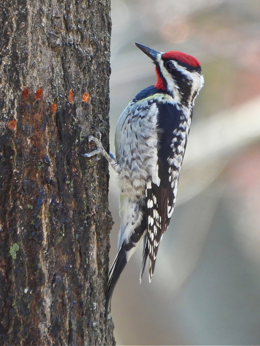 Yellow-bellied Sapsucker - Steven C