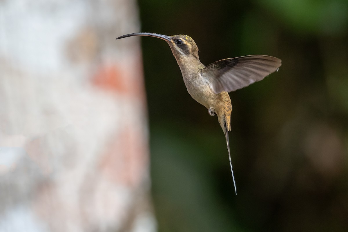 Long-billed Hermit - Sandy & Bob Sipe