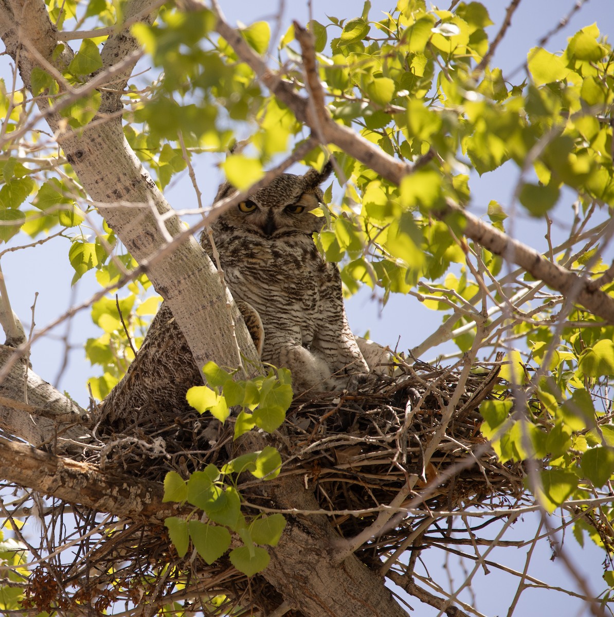 Great Horned Owl - ML617187523