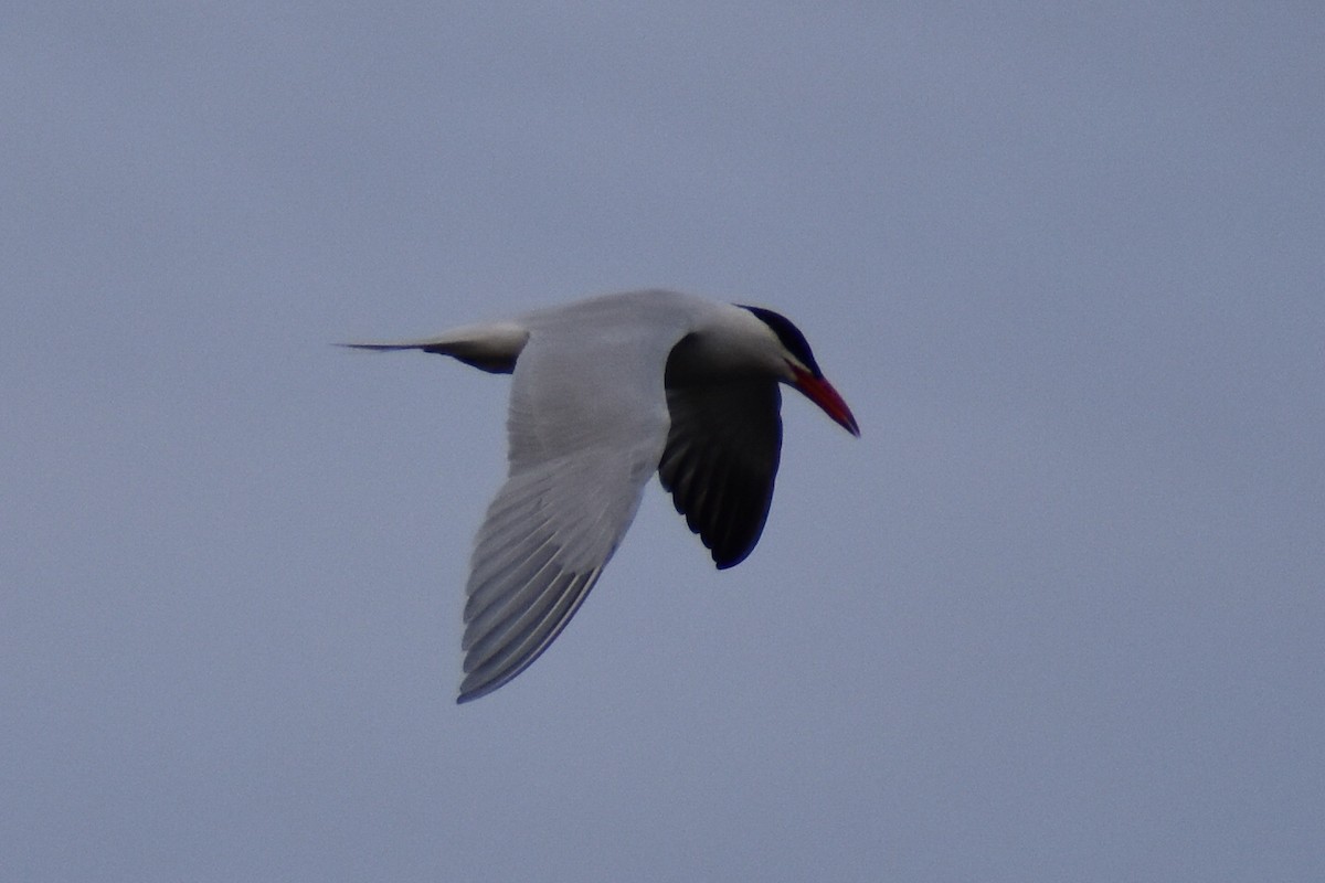 Caspian Tern - ML617187530