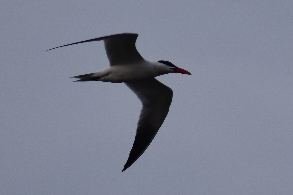 Caspian Tern - ML617187532