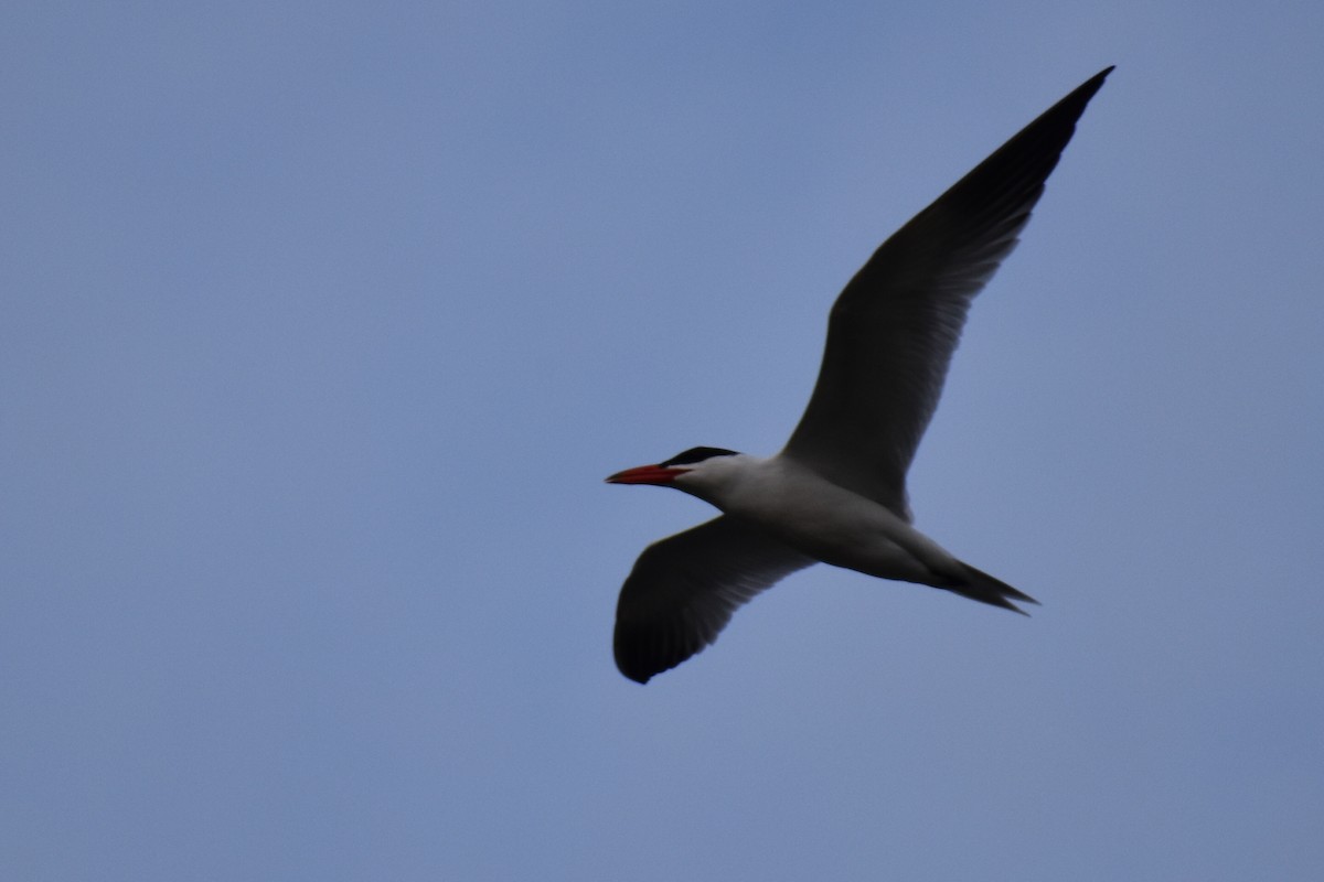 Caspian Tern - ML617187534