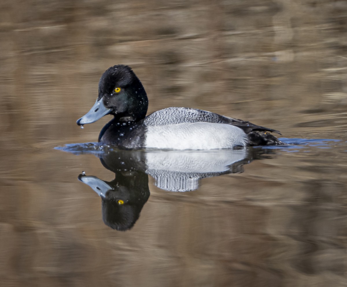 Lesser Scaup - ML617187568