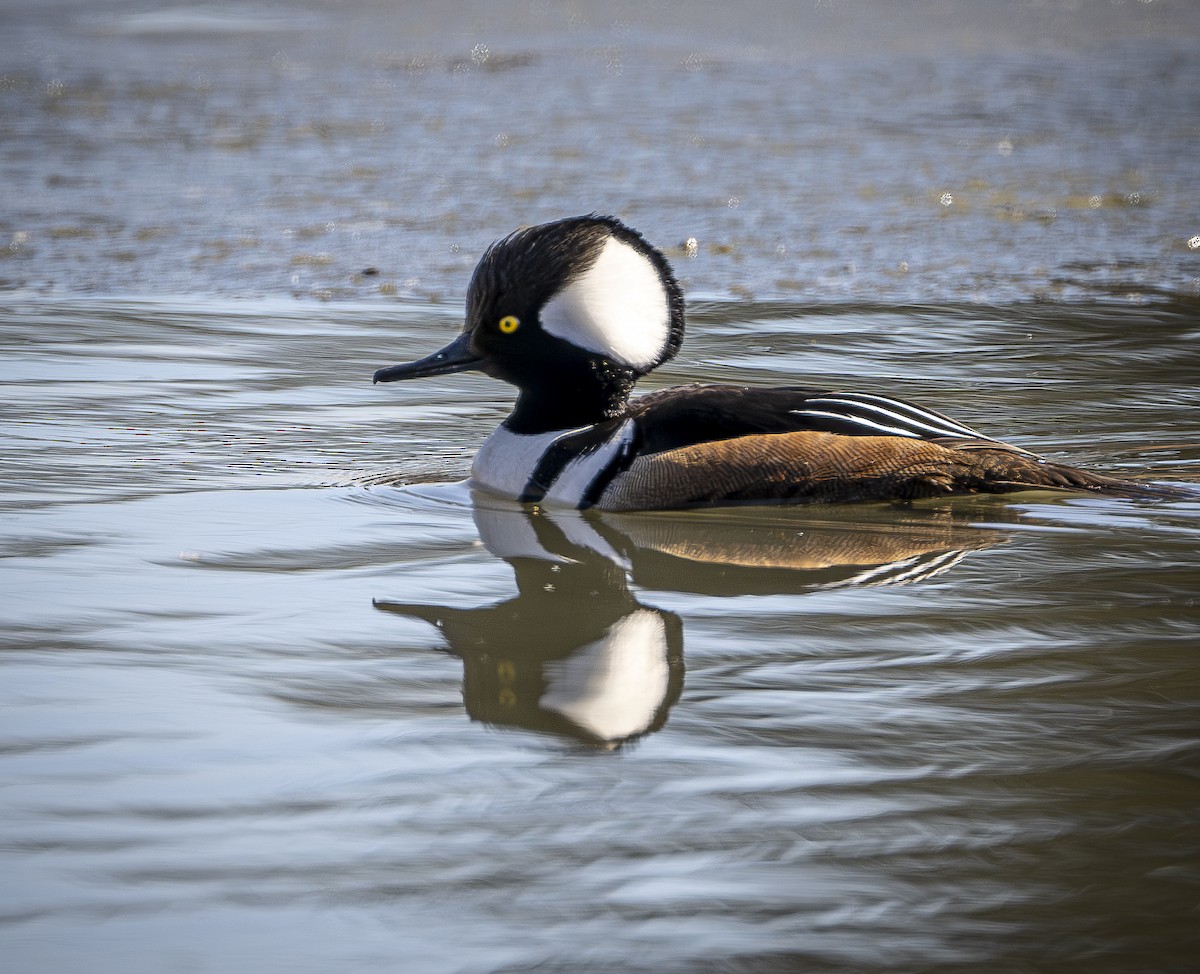 Hooded Merganser - ML617187587