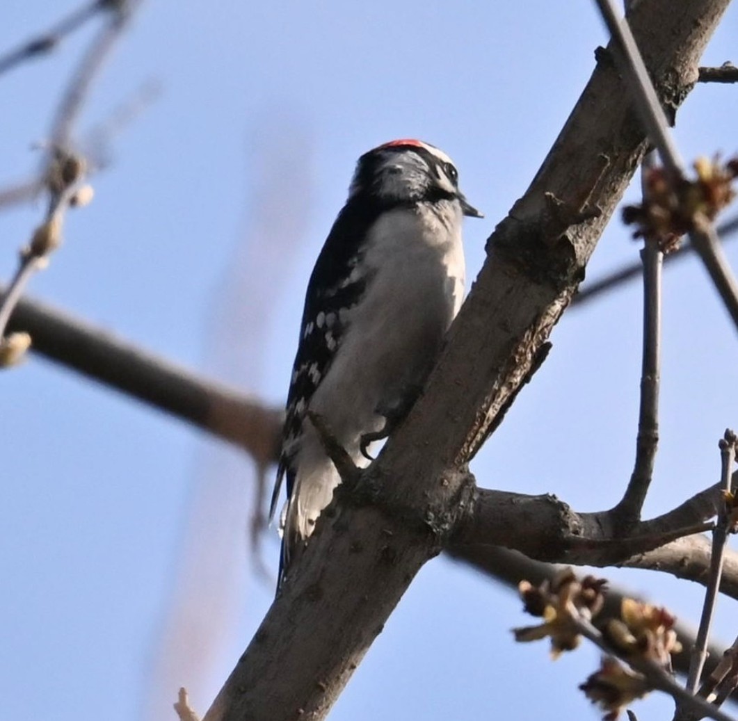 Downy Woodpecker - ML617187597